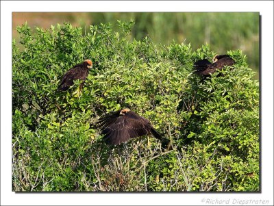 Bruine Kiekendief - Circus aeruginosus - Marsh Harrier