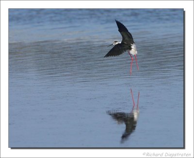 Steltkluut - Himantopus himantopus - Black-winged Stilt