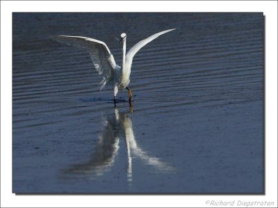 Kleine Zilverreiger - Egretta garzetta - Little Egret