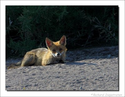 Vos - Vulpes Vulpes - Red Fox