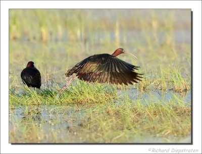 Zwarte Ibis - Plegadis falcinellus - Glossy Ibis