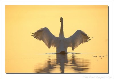 Knobbelzwaan - Cygnus olor - Mute Swan