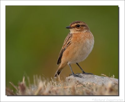 Paapje - Saxicola rubetra - Whinchat