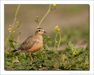 Morinelplevier - Charadrius morinellus - Dotterel