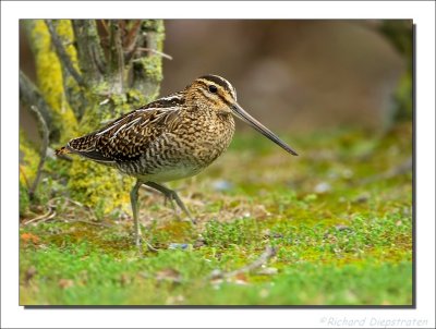 Watersnip - Gallinago gallinago - Snipe