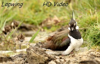 Kievit - Vanellus vanellus - Lapwing