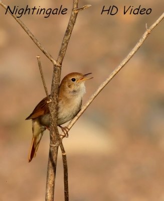 Nachtegaal - Luscinia megarhynchos - Nightingale