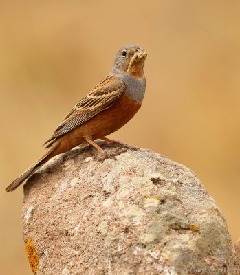 Bruinkeelortolaan - Emberiza caesia - Cretzschmar's Bunting