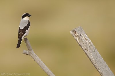Kleine Klapekster    -    Lesser Grey Shrike