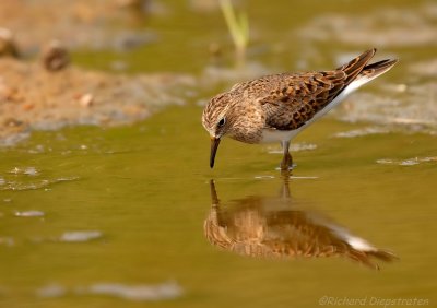 Temmincks Strandloper - Calidris temminckii - Temmincks Stint