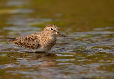 Temmincks Strandloper - Calidris temminckii - Temmincks Stint