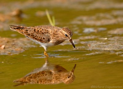Temmincks Strandloper - Calidris temminckii - Temmincks Stint