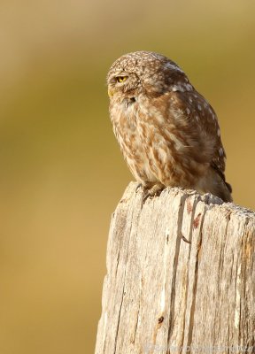 Steenuil - Athene noctua - Little Owl