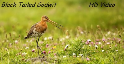 Grutto - Limosa limosa - Black Tailed Godwit