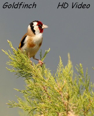 Putter - Carduelis - Goldfinch