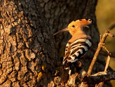 Hop - Upupa epops - Hoopoe