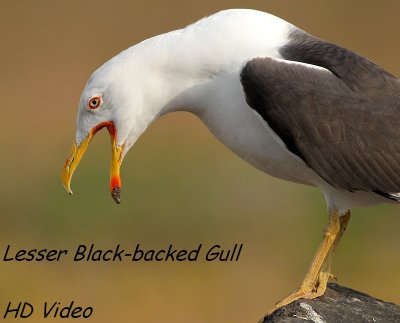 Kleine Mantelmeeuw - Larus fuscus graellsii - Lesser Black-backed Gull
