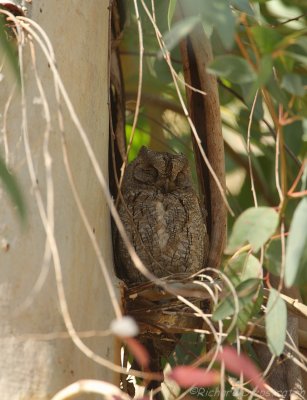 Dwergooruil - Otus scops - Scops Owl