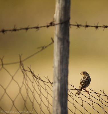 Grauwe Gors - Emberiza calandra - Corn Bunting