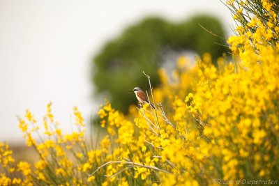 Grauwe Klauwier - Lanius collurio - Red-backed Shrike