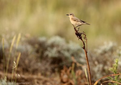 Izabeltapuit - Oenanthe isabellina - Isabelline Wheatear