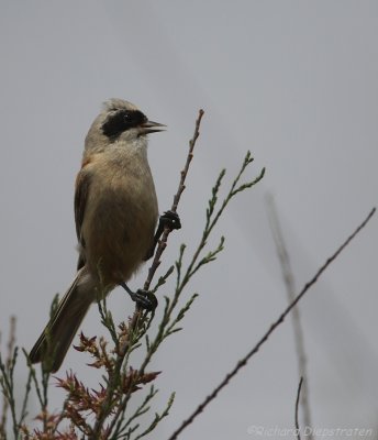 Buidelmees - Remiz pendulinus - Penduline Tit