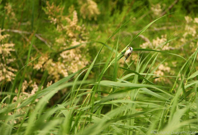 Buidelmees - Remiz pendulinus - Penduline Tit