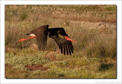 Zwarte Ooievaar - Ciconia nigra - Black Stork 