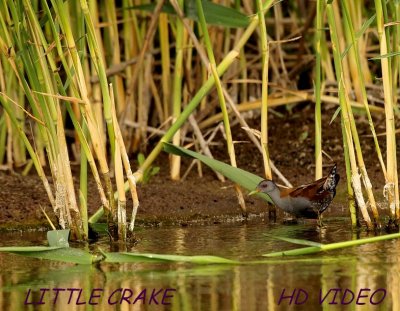 Klein Waterhoen - Porzana parva - Little Crake