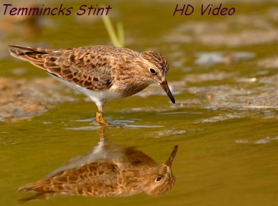 Temmincks Strandloper - Calidris temminckii - Temmincks Stint