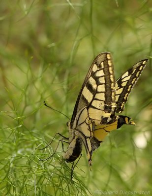 Koninginnepage - Papilio machaon - Swallowtail
