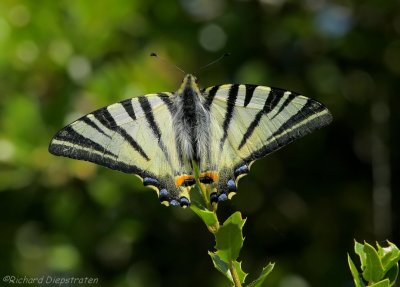 Koningspage - Iphiclides podalirius - Scare Swallowtail
