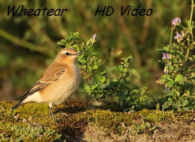 Tapuit    -    Wheatear