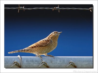 Draaihals - Jynx torquilla - Wryneck