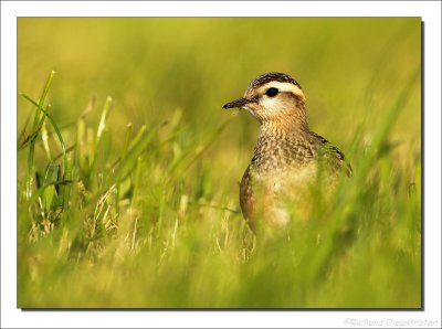 Morinelplevier - Charadrius morinellus - Dotterel