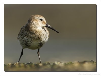 Bonte Strandloper - Calidris alpina - Dunlin