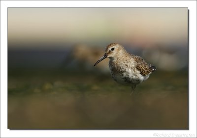 Bonte Strandloper - Calidris alpina - Dunlin