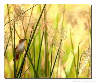 Geelkeel-stekelstaart - Certhiaxis cinnamomeus - Yellow-chinned spinetail