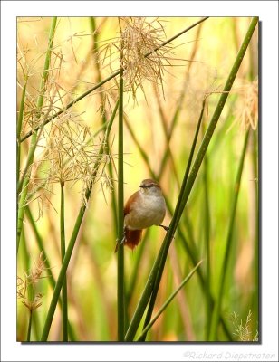 Geelkeel-stekelstaart - Certhiaxis cinnamomeus - Yellow-chinned spinetail