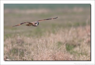 Velduil - Asio flammeus - Short-eared Owl