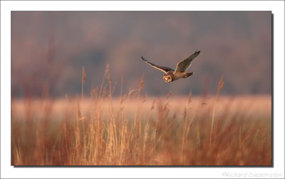 Velduil - Asio flammeus - Short-eared Owl