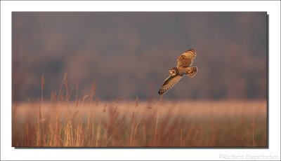 Velduil - Asio flammeus - Short-eared Owl