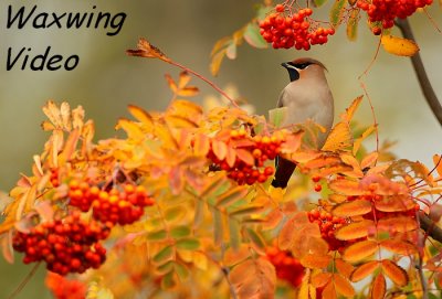 Pestvogel - Bombycilla garrulus - Bohemian Waxwing