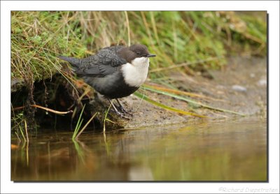 Waterspreeuw - Cinclus cinclus - Dipper