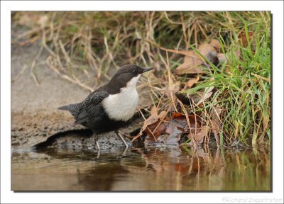 Waterspreeuw - Cinclus cinclus - Dipper