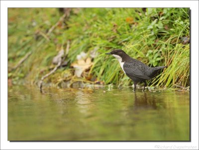 Waterspreeuw - Cinclus cinclus - Dipper