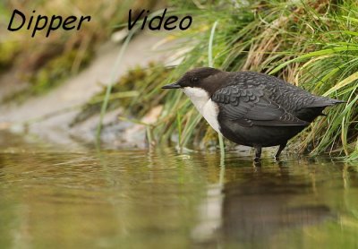 Waterspreeuw - Cinclus cinclus - Dipper