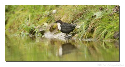 Waterspreeuw - Cinclus cinclus - Dipper