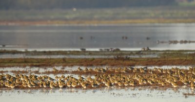 Goudplevier - Pluvialis apricaria - Golden Plover