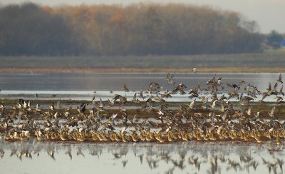 Goudplevier - Pluvialis apricaria - Golden Plover